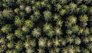 Luftaufnahme von einem Nadelwald